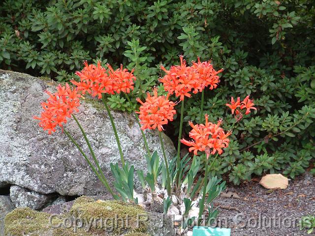 Nerine Fothergilli Major